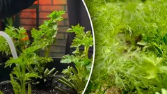 Winter vegetable garden on the windowsill: simple tips for growing greens all year round
