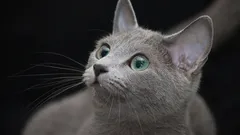 The Secret to Longevity: 5 Cat Breeds That Are Low-Maintenance and Long-Lived