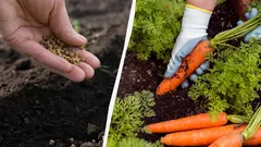 Your Neighbors Will Envy Your Carrot Harvest: Best Varieties to Sow Before Winter