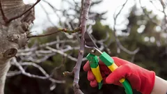 Why some plants should definitely not be pruned in winter: expert named the main mistakes