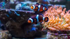 Underwater geniuses: 5 of the smartest fish on the planet