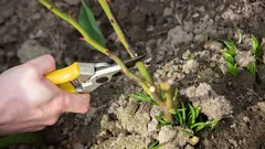 Which plants should always be pruned in December: gardeners named 10 species