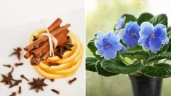 Your plants will bloom like never before: a 3-ingredient homemade fertilizer