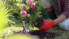 Plant These Flowers Once and Enjoy Them for Years — A Gardener Shares Top Tips
