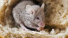 Mice will escape for good: simple kitchen remedies solve the problem overnight