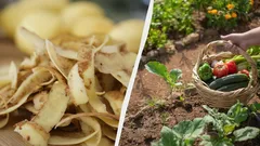 Why I Never Throw Away Potato Peels: The Simple Trick for a Record Harvest and a Naturally Fertilized Garden