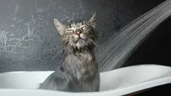 Cats and Water: How to Easily Get Your Furry Friend Used to Bath Time