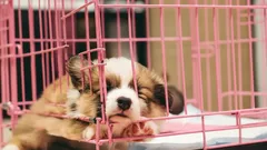 Puppy Cries That Break Your Heart: Common Owner Mistakes That Turn Dogs Into Manipulators