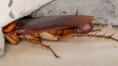 Roaches will stop invading your home: Pro exterminator shares a simple trick