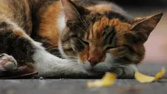 From leopard cat to house cat: How genetics changed cat history