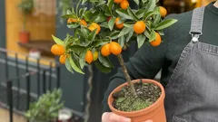 Fresh citrus at home all year: 3 Easy ways to grow them on your windowsill