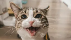 Cat meows like it's crying: 7 common reasons you shouldn't ignore