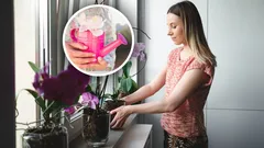 How to water orchids so they bloom longer: 3 proven florist-backed methods