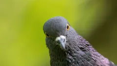 How does a pigeon know where to fly? Scientists have discovered a "compass" in the inner ear of birds