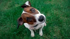 Why your dog tilts his head when you talk to him: what's really going on in his head?