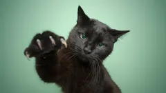 Chic, mysterious and underrated: why black cats are special