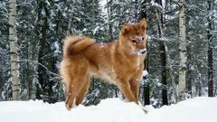 5 rare dog breeds you won't see in the park - more than just beauty