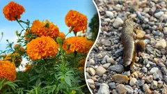 Aphids and Slugs Won’t Come Back: 4 Plants You Should Grow in Your Garden